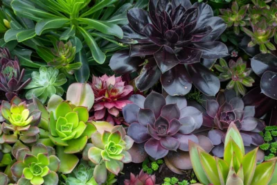 como cultivar aeonium