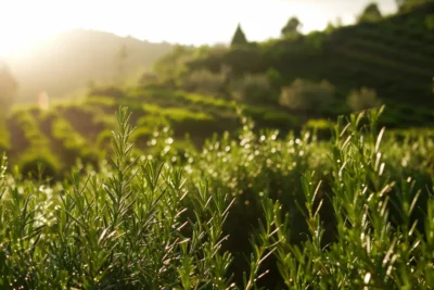 como cultivar alecrim