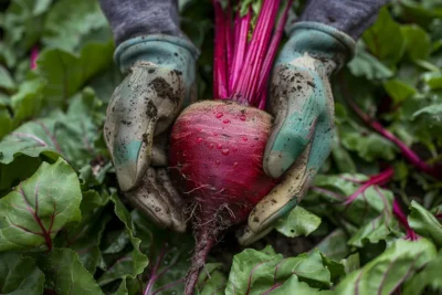 como cultivar beterraba na horta