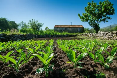 como cultivar gengibre em horta