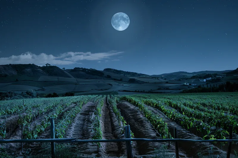 melhor lua para semear tomate